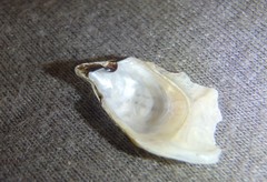 Malleus regula