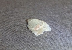 Malleus regula