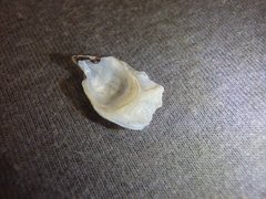 Malleus regula