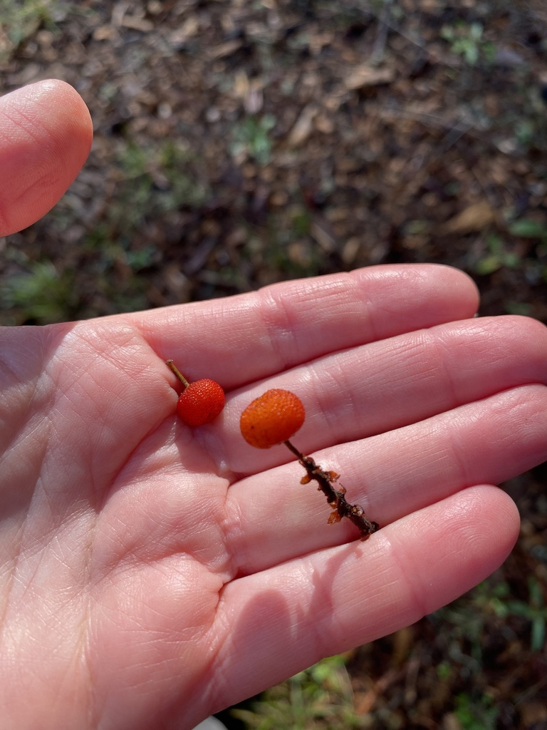 Pacific madrone from Sonoma County, CA, USA on January 6, 2024 at 03:31 ...