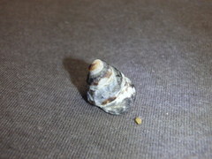 Bembicium auratum
