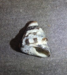 Bembicium auratum