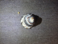 Bembicium auratum