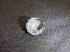 Bembicium auratum