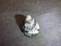 Bembicium auratum
