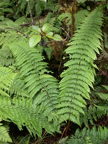 Dryopteris subbipinnata