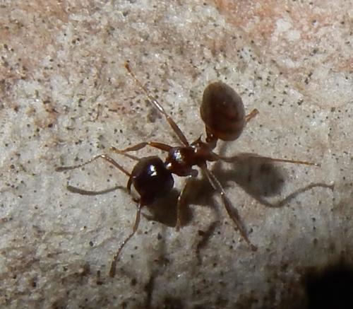 Crematogaster amita · iNaturalist United Kingdom