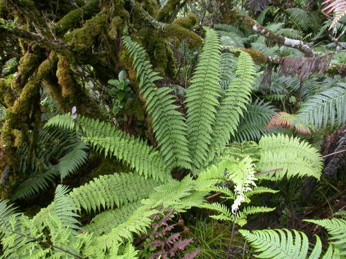 Dryopteris subbipinnata observed 2008-10-23