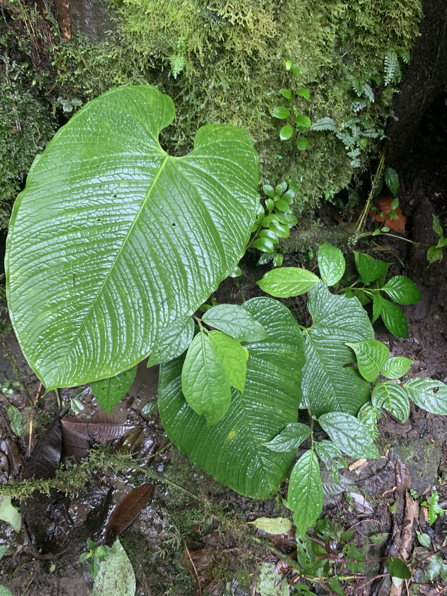 Anthurium rugulosum  iNaturalist