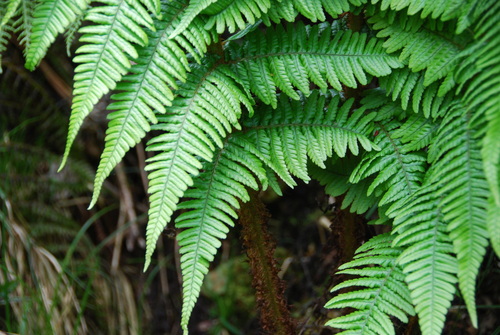 Dryopteris subbipinnata observed 2010-06-09
