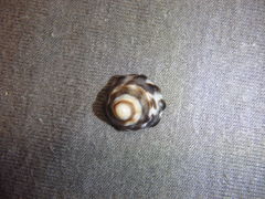 Bembicium auratum
