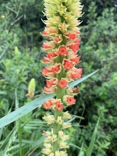 Sinningia curtiflora