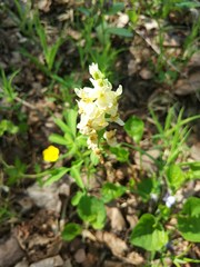 Corydalis cava marschalliana
