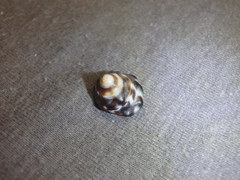 Bembicium auratum