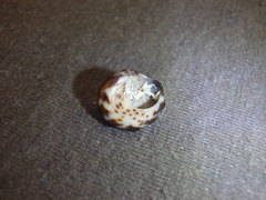 Bembicium auratum