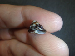 Bembicium auratum