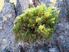 Brunia microphylla