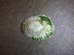 Scutellastra peronii