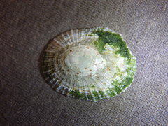 Scutellastra peronii