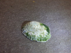 Scutellastra peronii