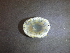 Scutellastra peronii