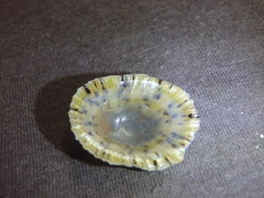 Scutellastra peronii