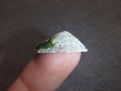 Scutellastra peronii