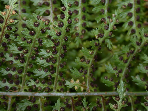 Dryopteris tetrapinnata