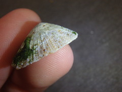 Scutellastra peronii