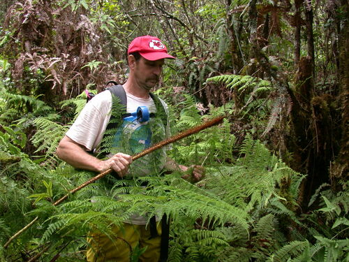 Dryopteris tetrapinnata