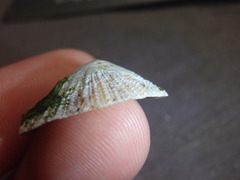 Scutellastra peronii