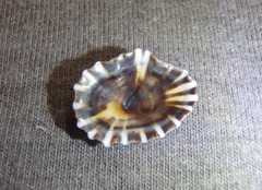 Siphonaria denticulata