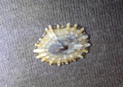 Siphonaria denticulata