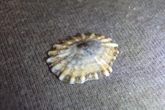 Siphonaria denticulata