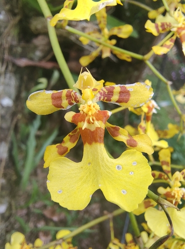 Oncidium obryzatum