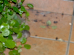 Amblysomus hottentotus