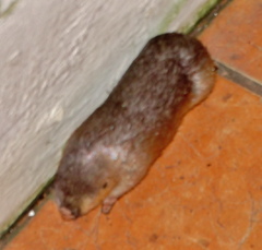 Amblysomus hottentotus