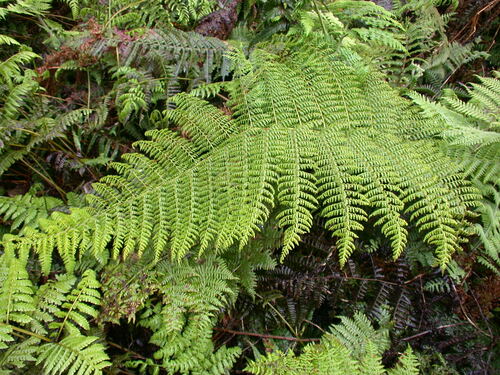 Dryopteris tetrapinnata observed 2004-03-16