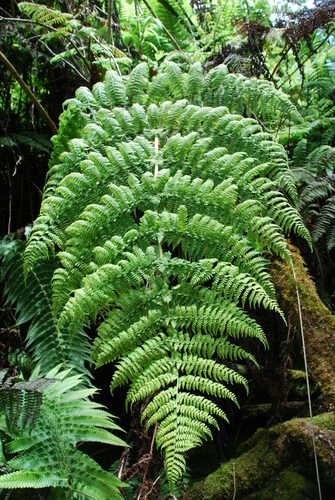 Dryopteris tetrapinnata observed 2010-06-09
