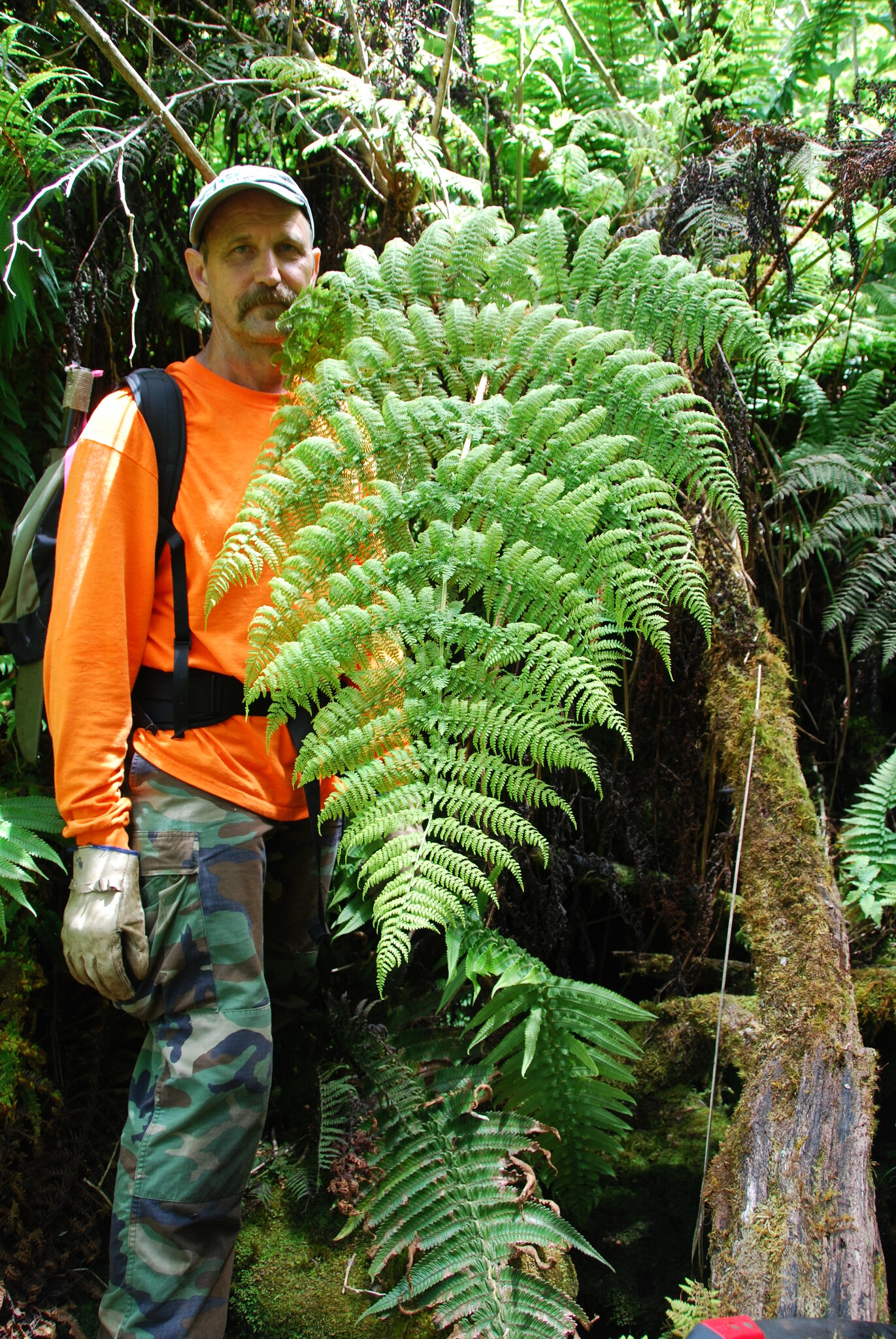 Dryopteris tetrapinnata