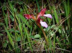 Anacamptis papilionacea papilionacea