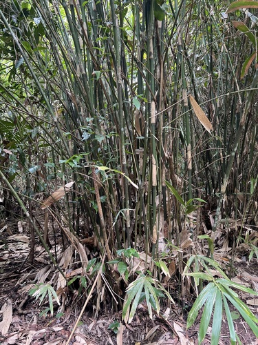 Neololeba atra observed 2024-01-24