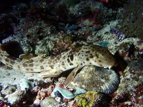 Epaulette Shark