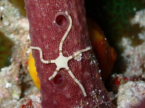 Ophiopeza spinosa observed 2022-09-30