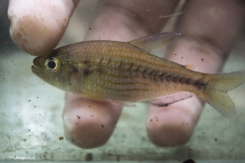 Striped salmon tetra (Pseudochalceus lineatus) — Characidae