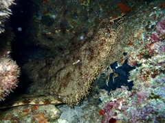 Tasselled Wobbegong
