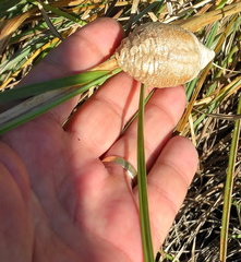 Tenodera superstitiosa