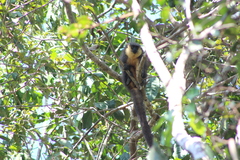 Hoffmanns's Titi photo 2