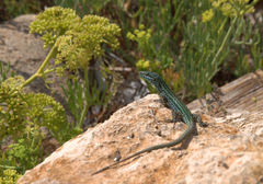 Podarcis pityusensis formenterae