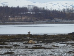 Haliaeetus albicilla